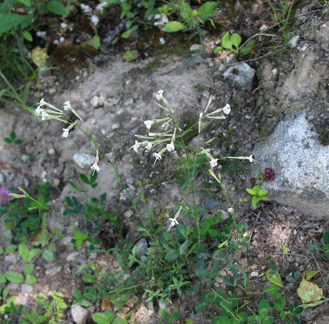 Image of Silene italica specimen.