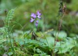 Astragalus alpinus