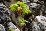 Acer trautvetteri