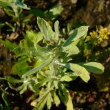 Gnaphalium rossicum. Зацветающее растение. Чувашия, окр. г. Шумерля, пойма р. Сура, Наватские пески. 10 июля 2008 г.