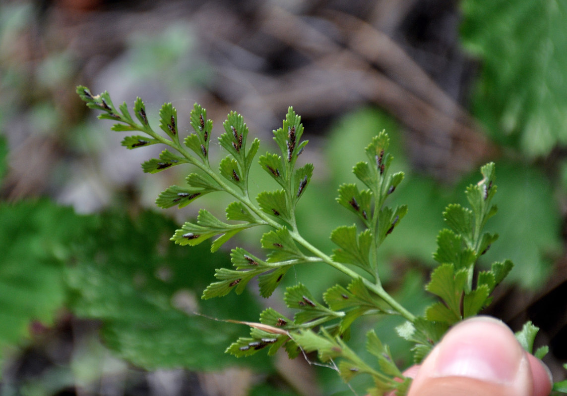 Изображение особи Asplenium ruta-muraria.