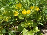 Lysimachia nummularia
