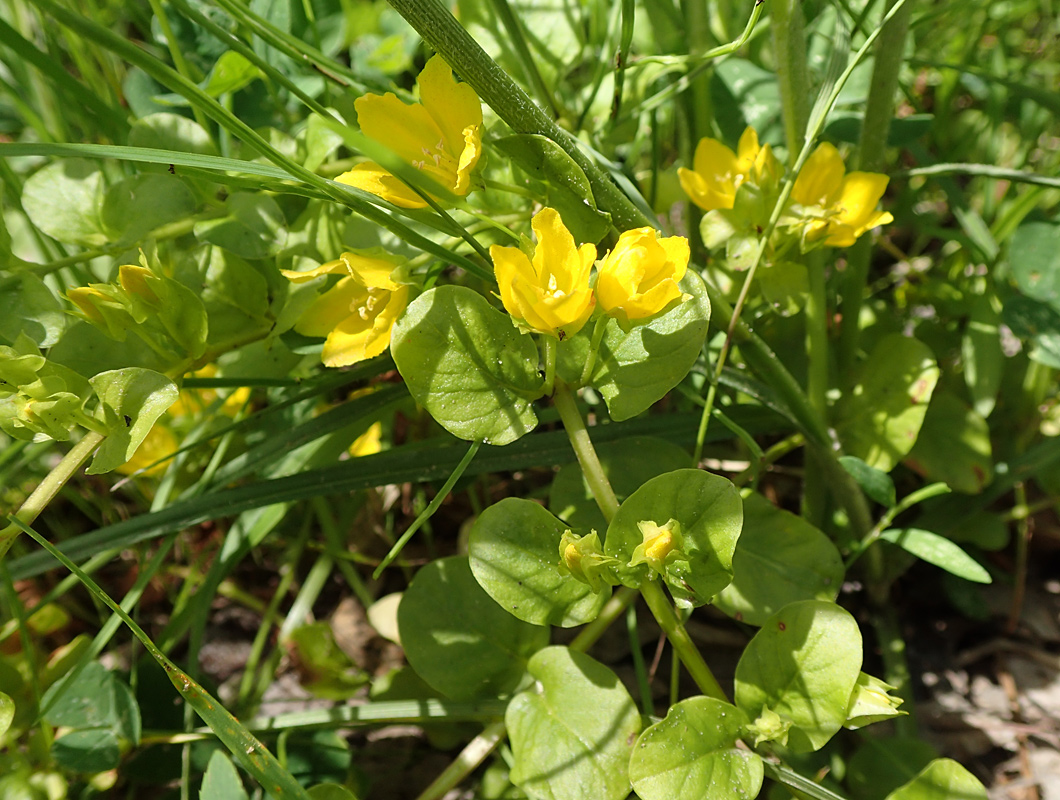 Изображение особи Lysimachia nummularia.