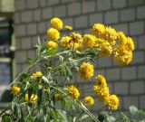 Rudbeckia laciniata var. hortensia