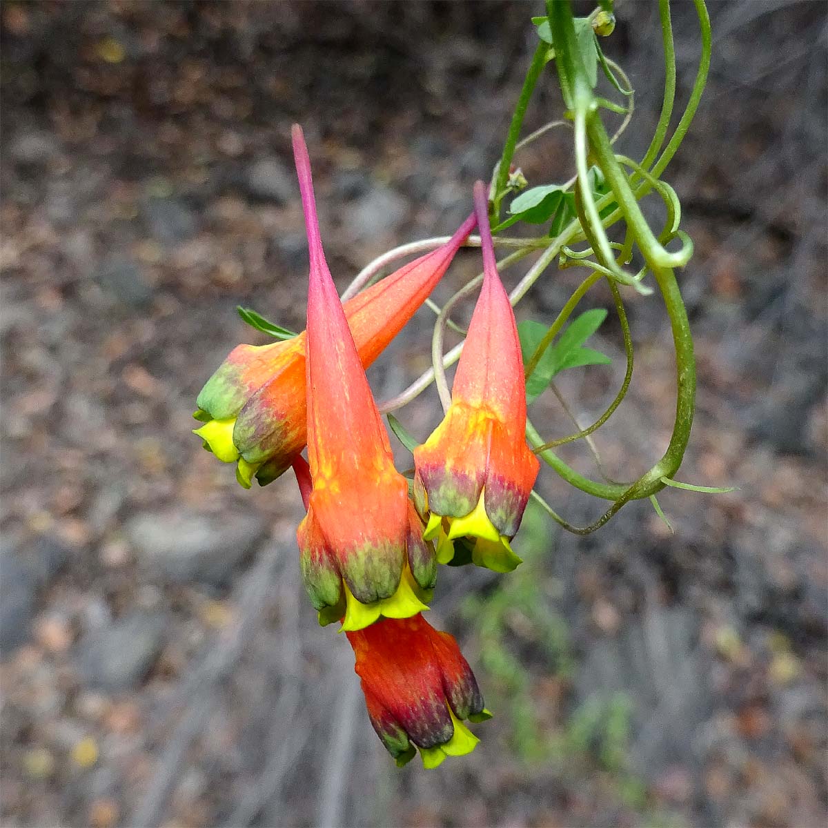 Изображение особи Tropaeolum tricolor.