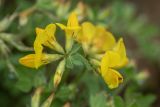 Lotus caucasicus