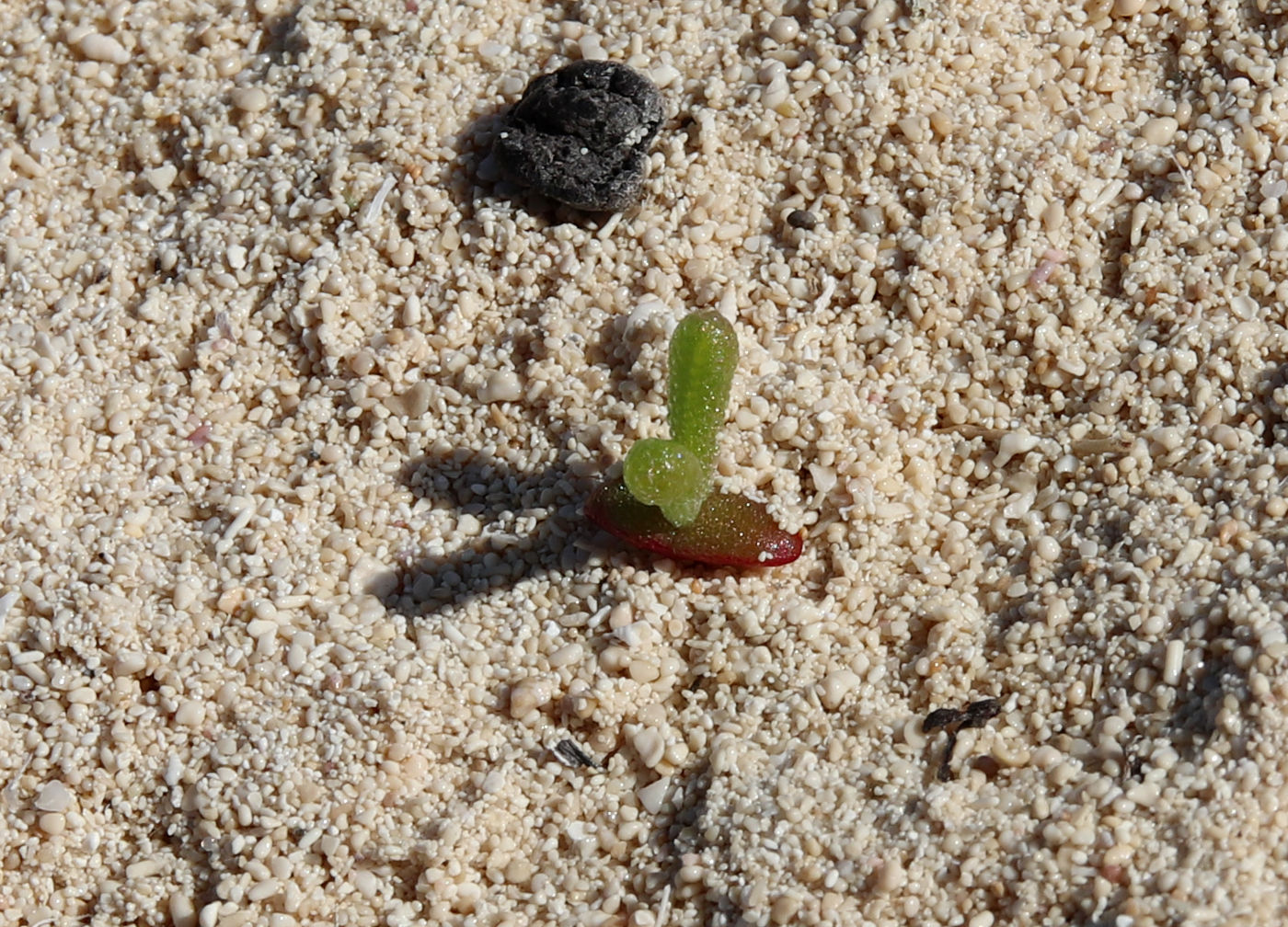 Image of Mesembryanthemum nodiflorum specimen.