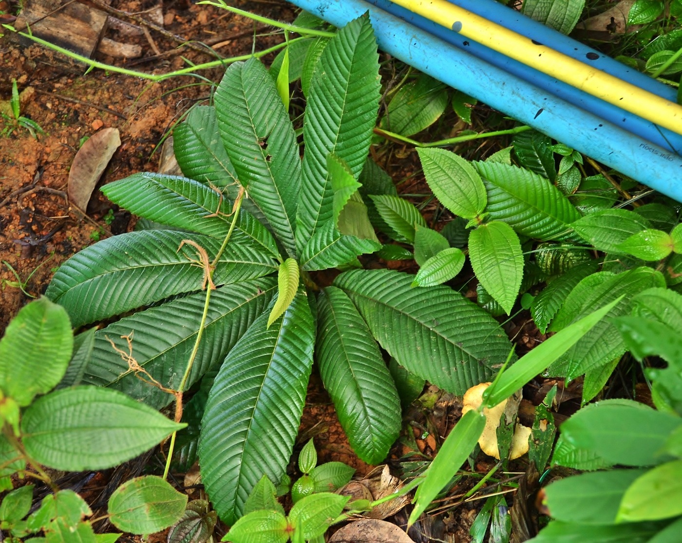 Image of Dillenia indica specimen.