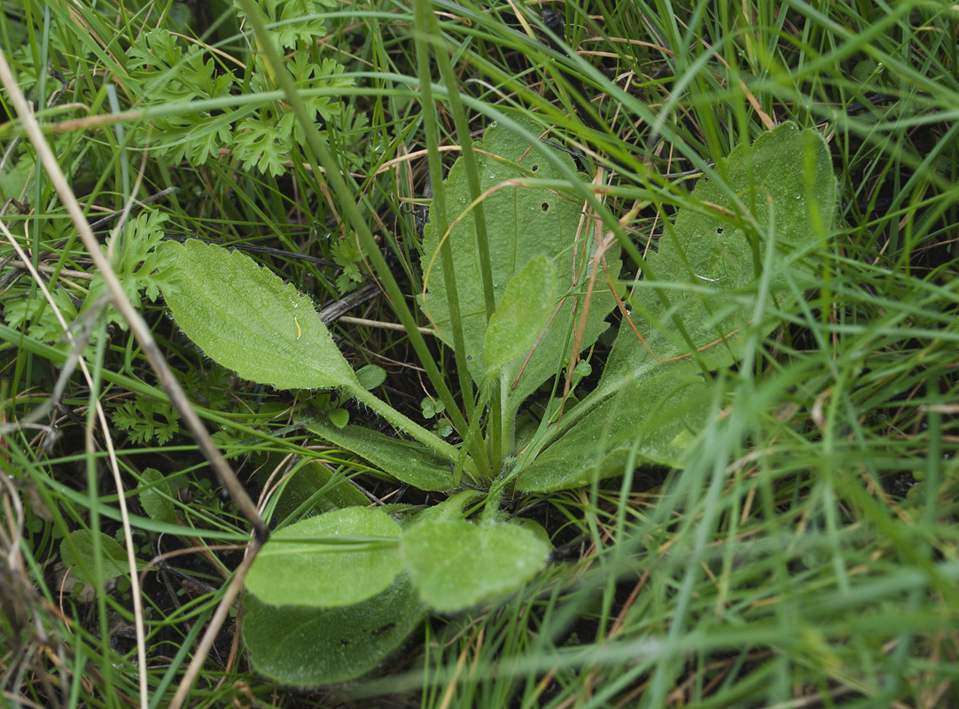 Изображение особи Ranunculus bullatus.