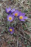 Pulsatilla patens