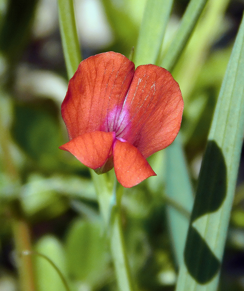 Изображение особи Lathyrus sphaericus.