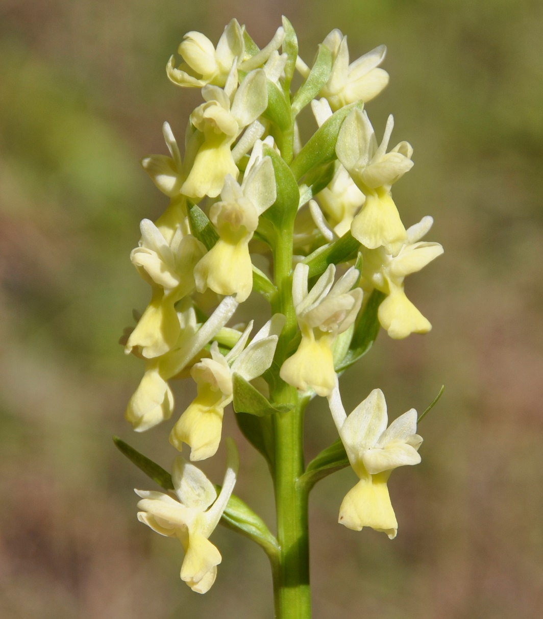 Image of Dactylorhiza romana specimen.