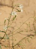 Silene odoratissima