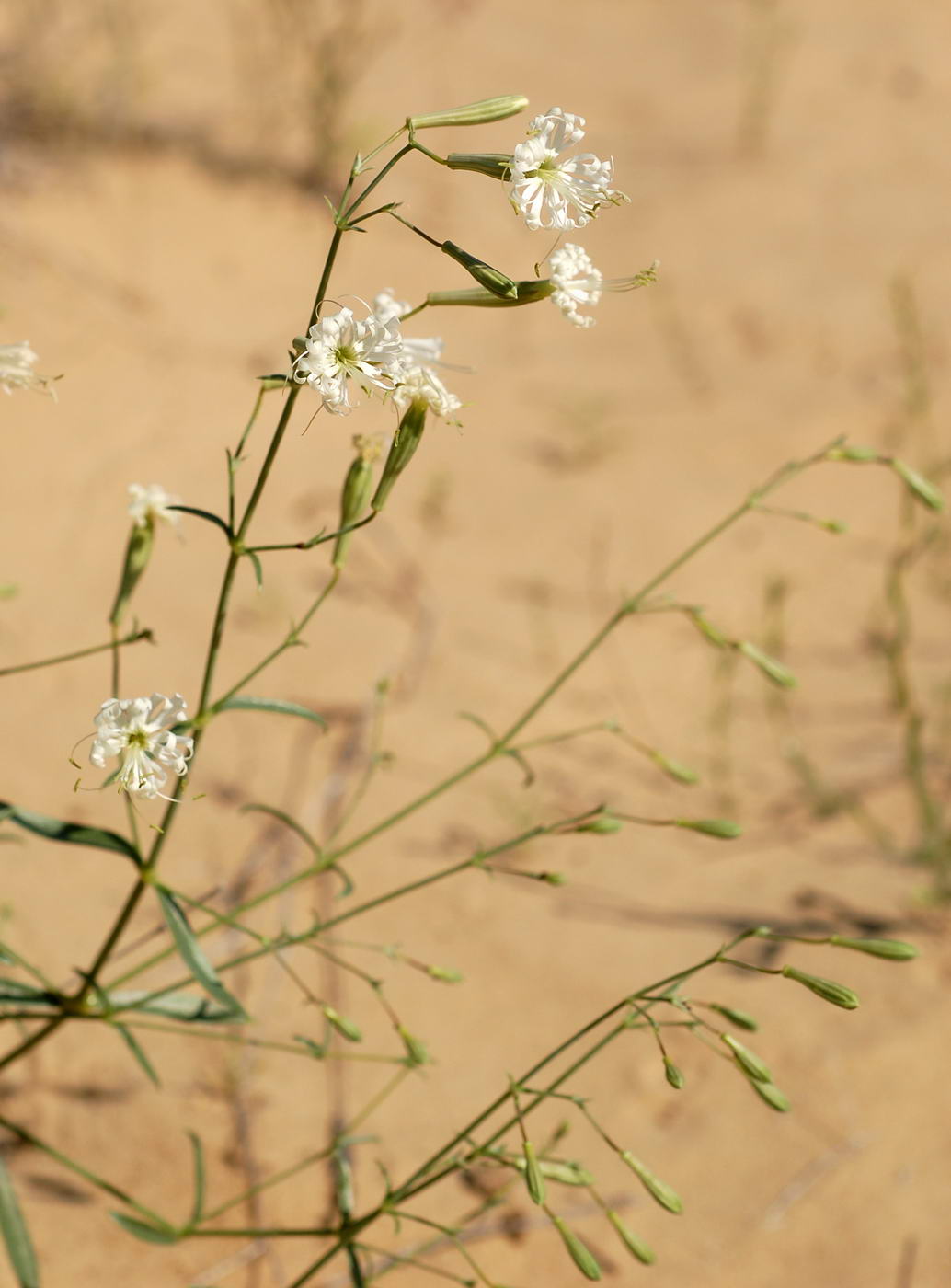 Image of Silene odoratissima specimen.