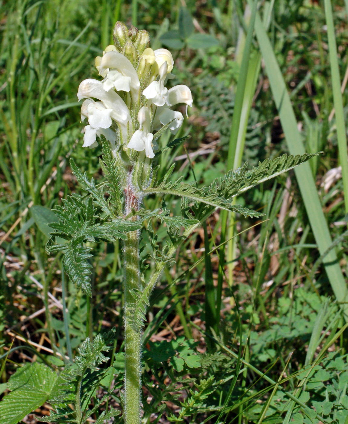 Image of Pedicularis sibirica specimen.