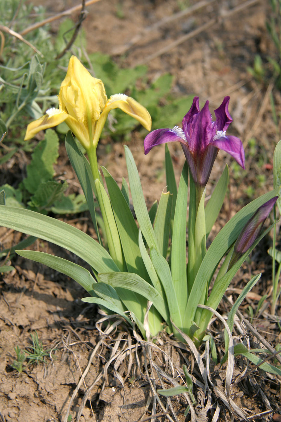 Image of Iris pumila specimen.