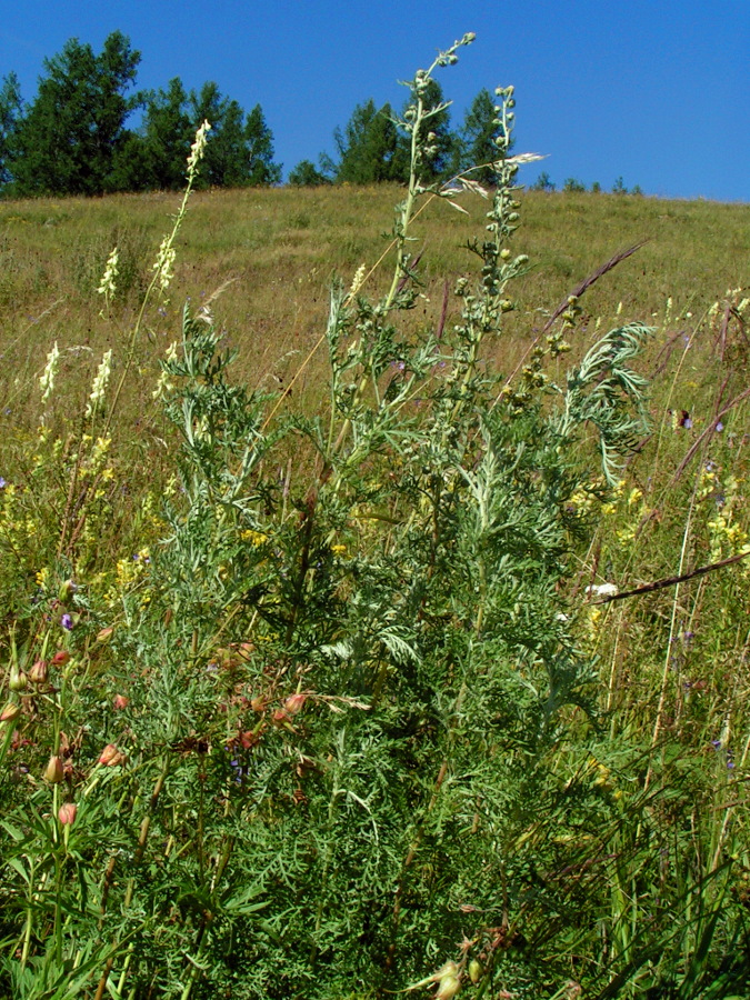 Изображение особи Artemisia macrantha.