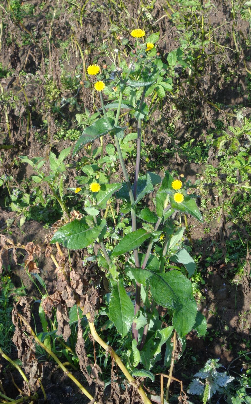 Image of Sonchus asper specimen.