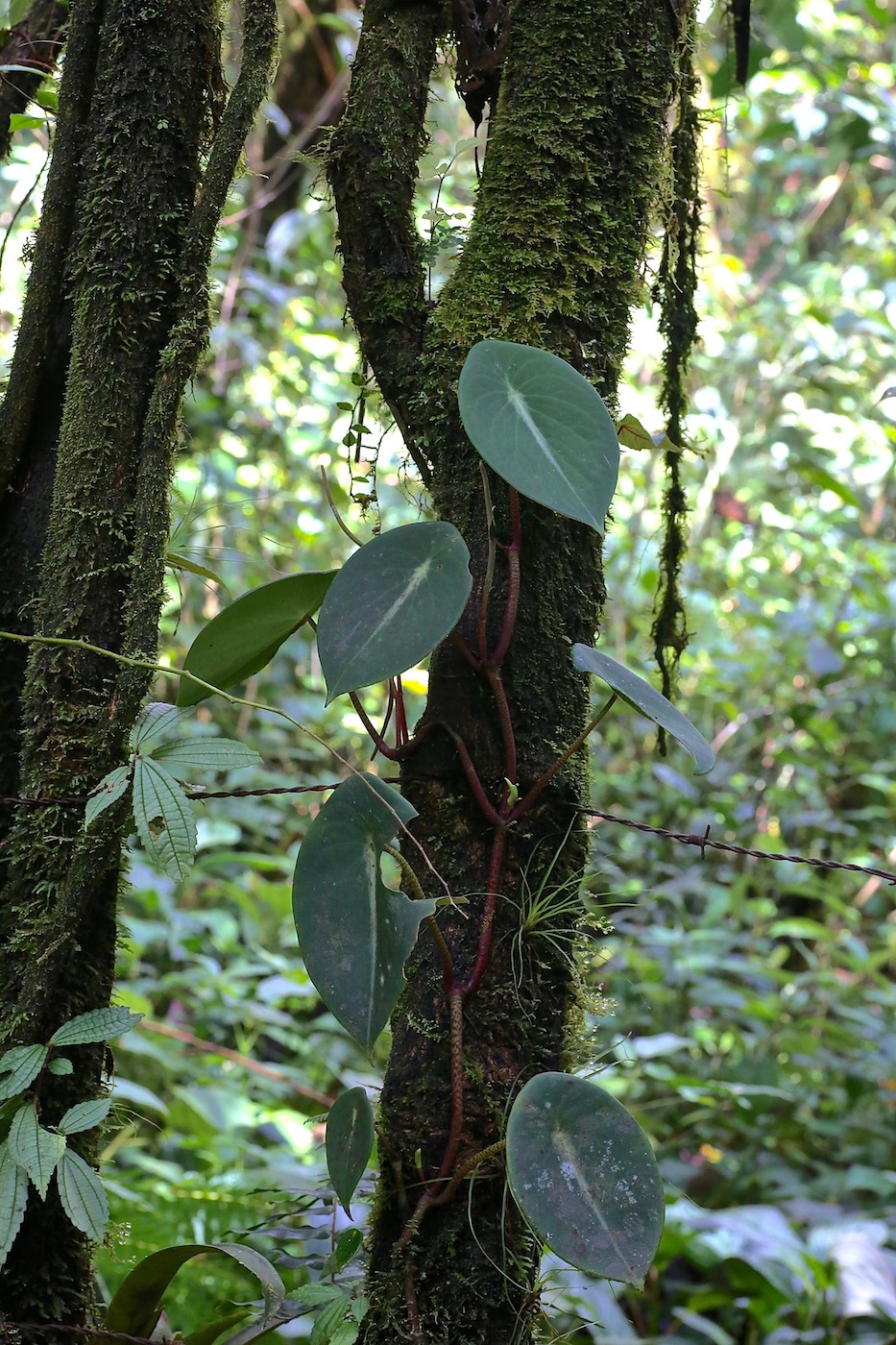Изображение особи Peperomia choroniana.