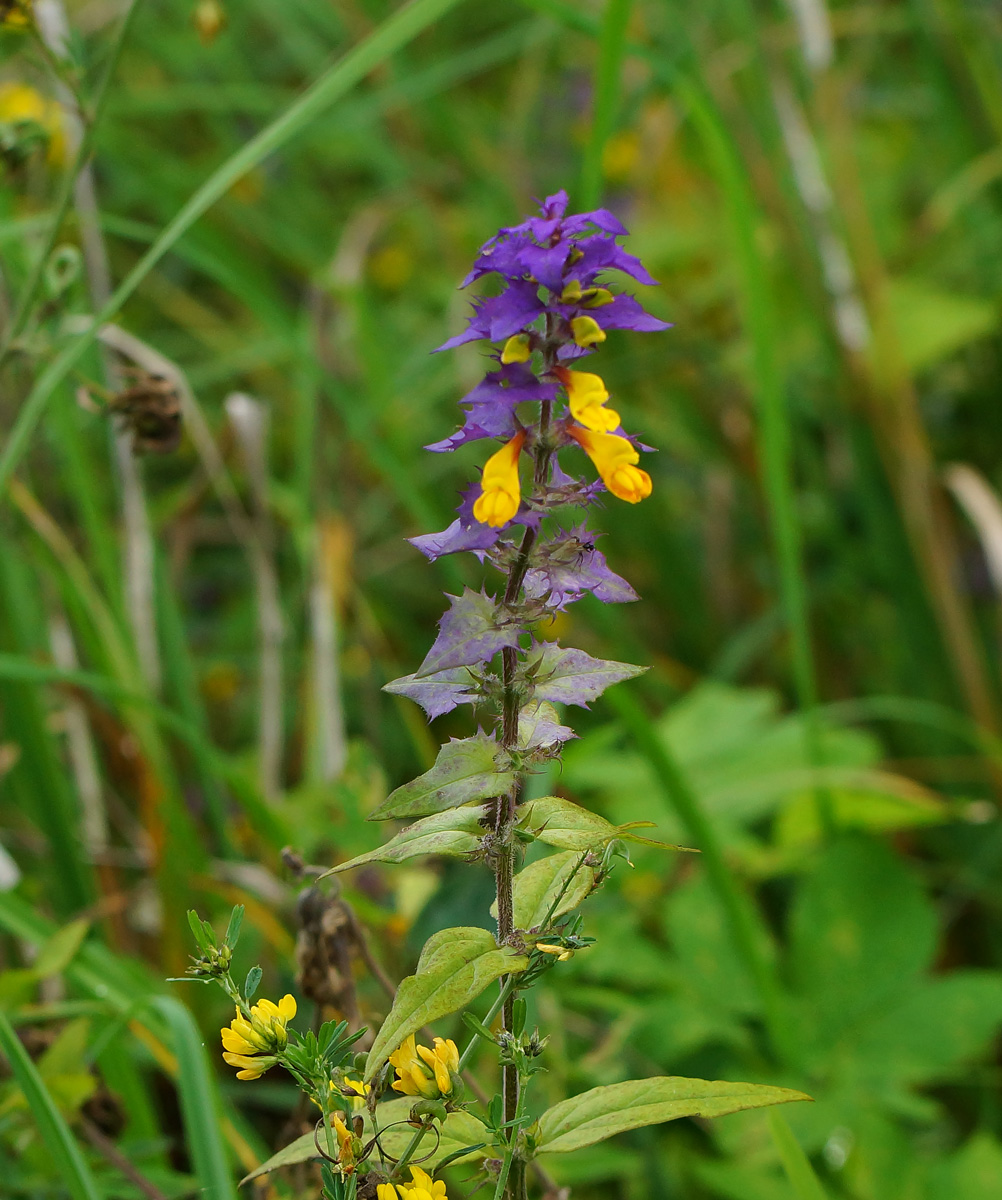 Image of Melampyrum nemorosum specimen.