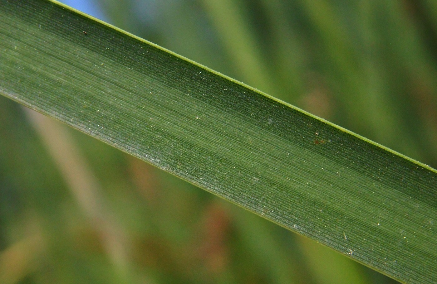 Image of Typha angustifolia specimen.