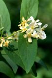 Lonicera tatarica. Цветки и листья. Санкт-Петербург, Курортный р-н, пос. Тарховка, заказник «Сестрорецкое болото», в количестве на берегу оз. Сестрорецкий Разлив, у дороги. 16.06.2020.