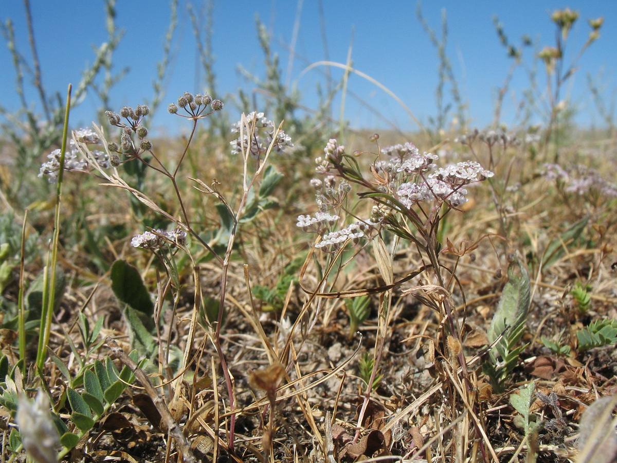 Изображение особи Aphanopleura capillifolia.