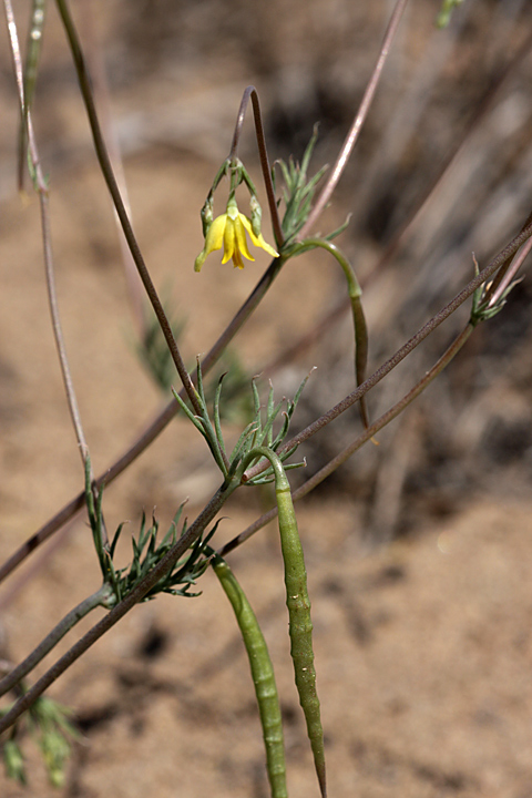 Image of Hypecoum parviflorum specimen.