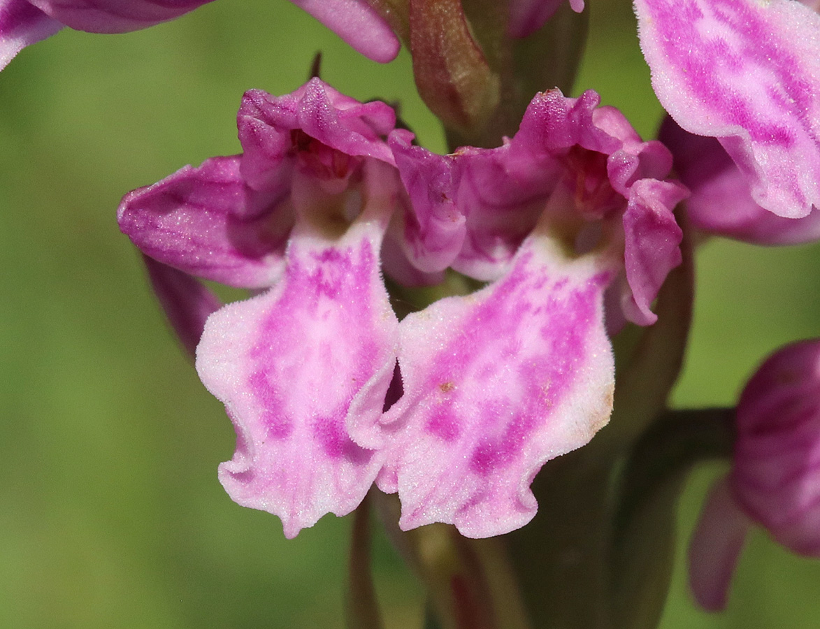 Image of Dactylorhiza iberica specimen.