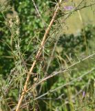 Centaurea biebersteinii