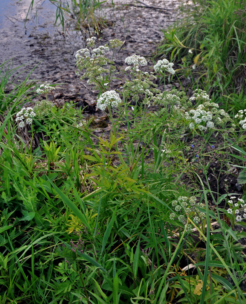 Image of Cicuta virosa specimen.