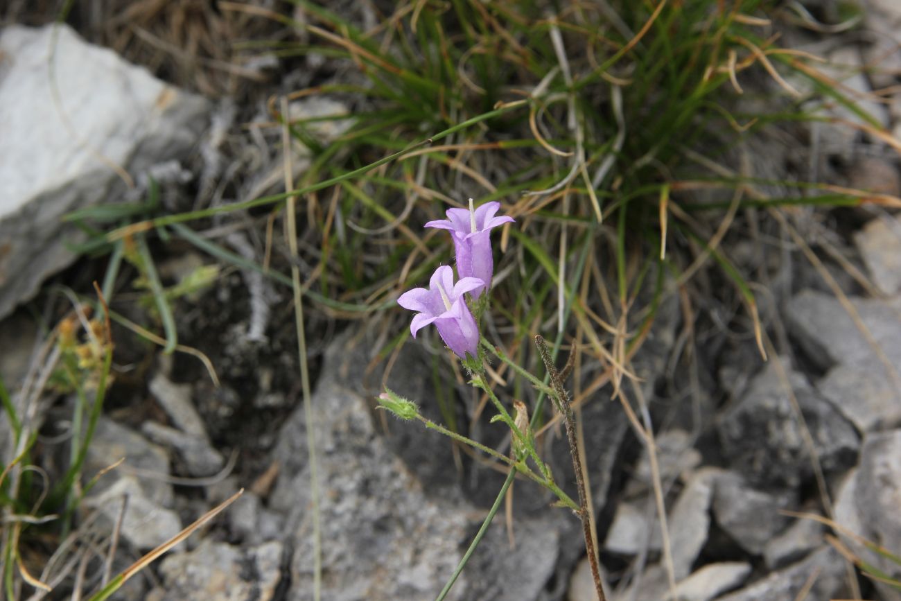 Изображение особи Campanula sibirica.