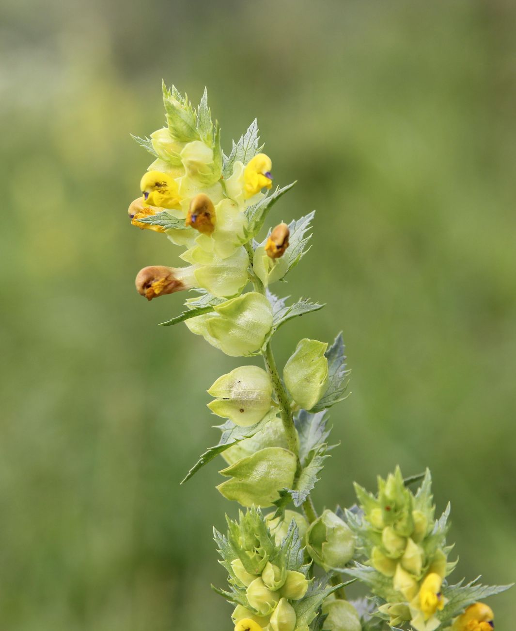 Изображение особи Rhinanthus serotinus.