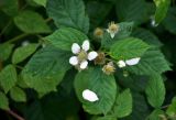 Rubus nessensis