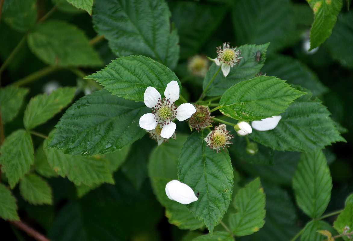 Изображение особи Rubus nessensis.