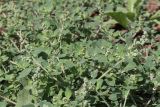 Chenopodium vulvaria