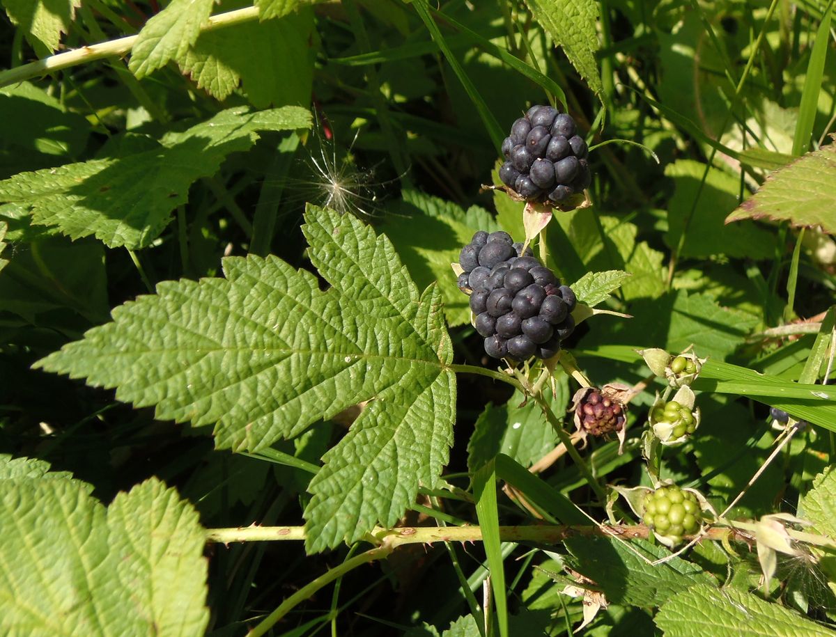 Изображение особи Rubus caesius.