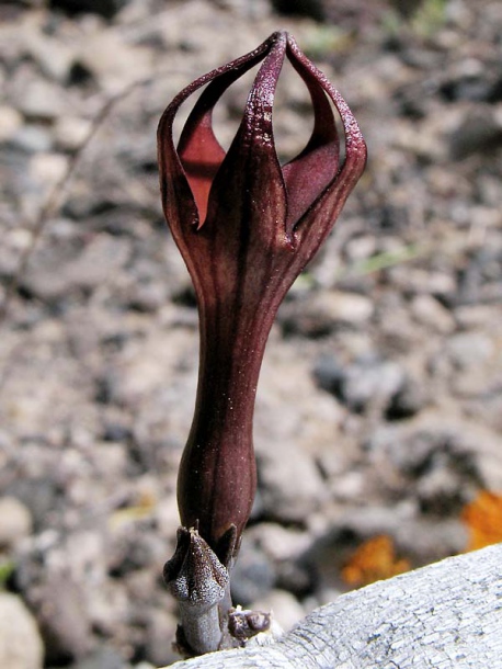 Image of Ceropegia fusca specimen.