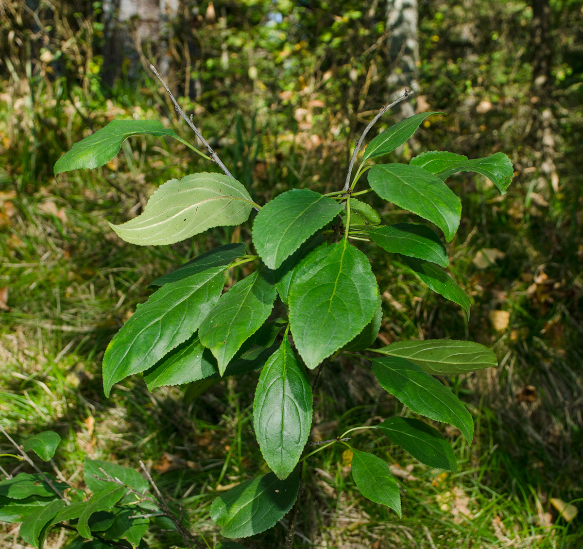 Image of Rhamnus cathartica specimen.