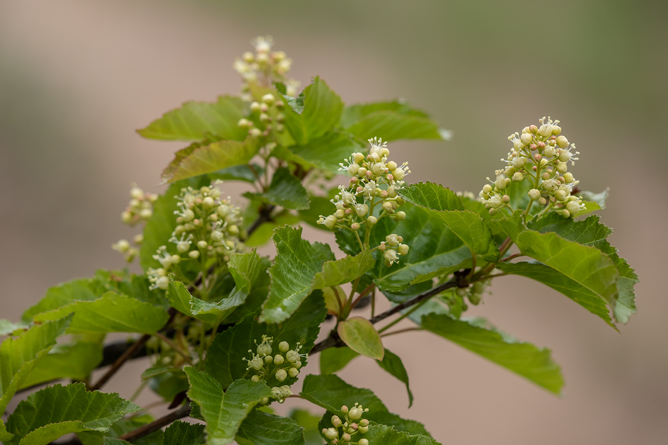 Изображение особи Acer tataricum.