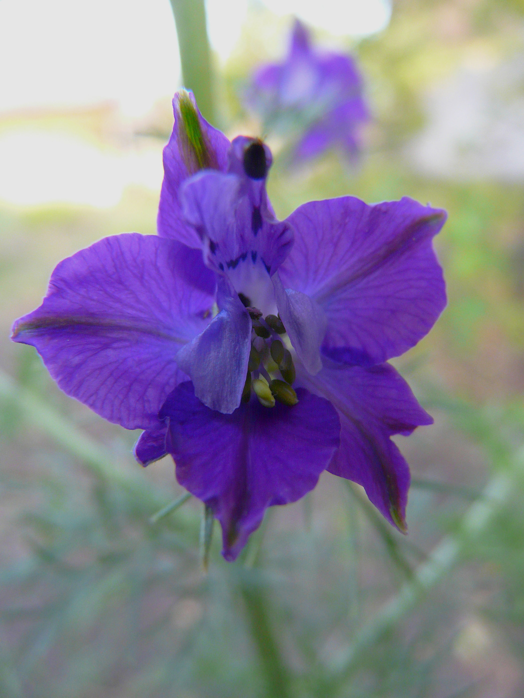 Image of Delphinium ajacis specimen.