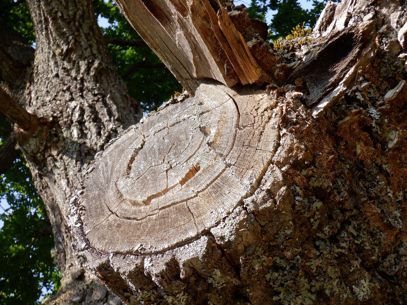 Image of Quercus robur specimen.
