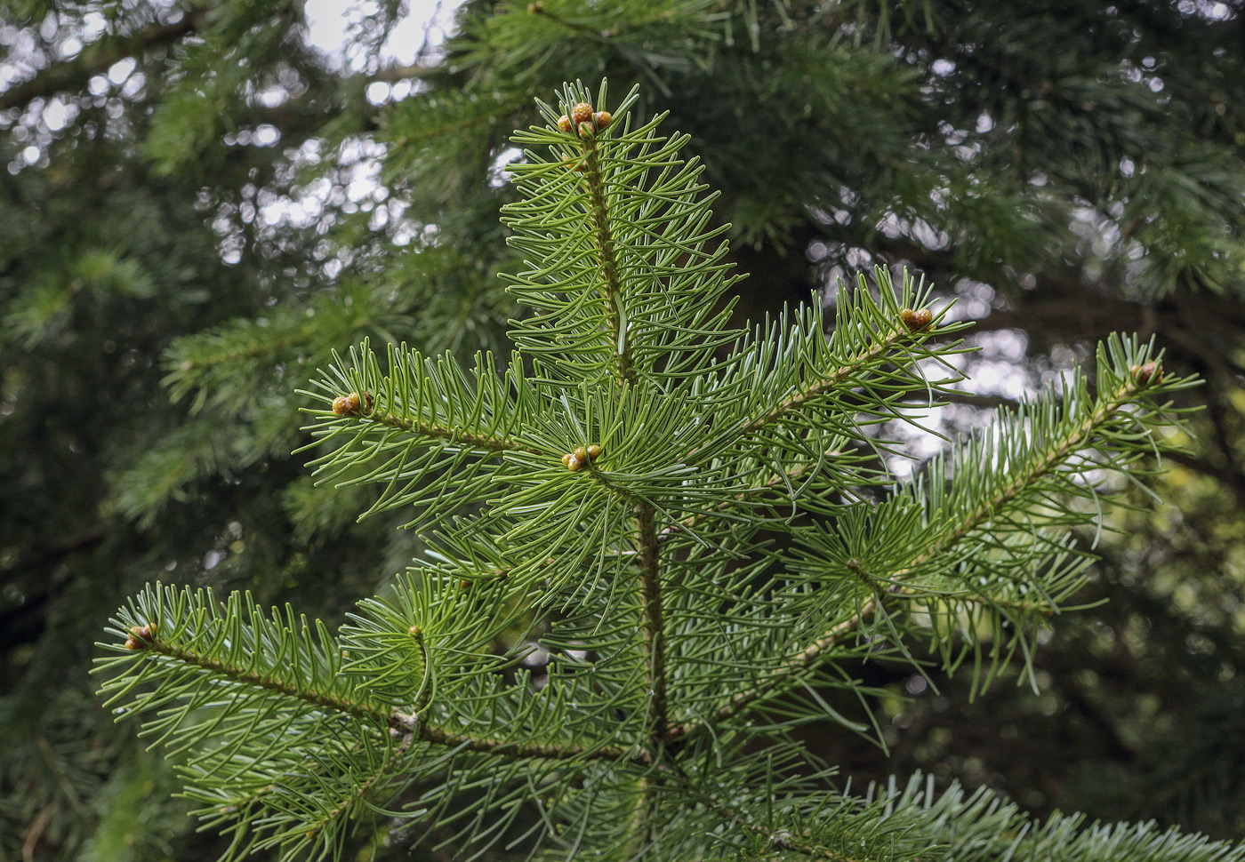 Изображение особи Abies lasiocarpa var. arizonica.