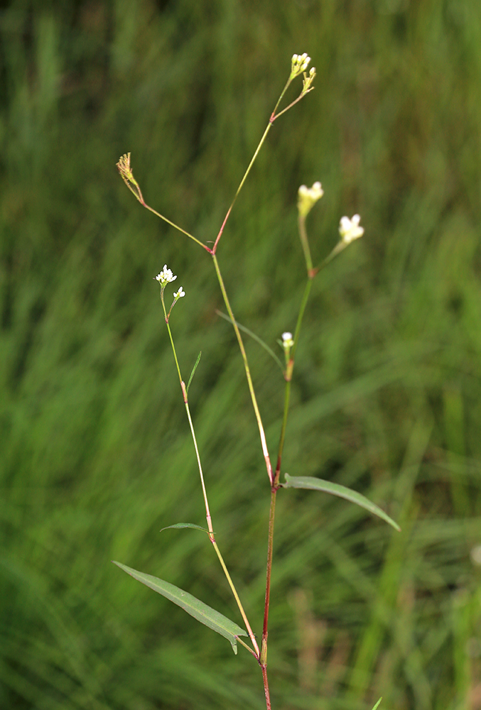 Image of Truellum hastatosagittatum specimen.