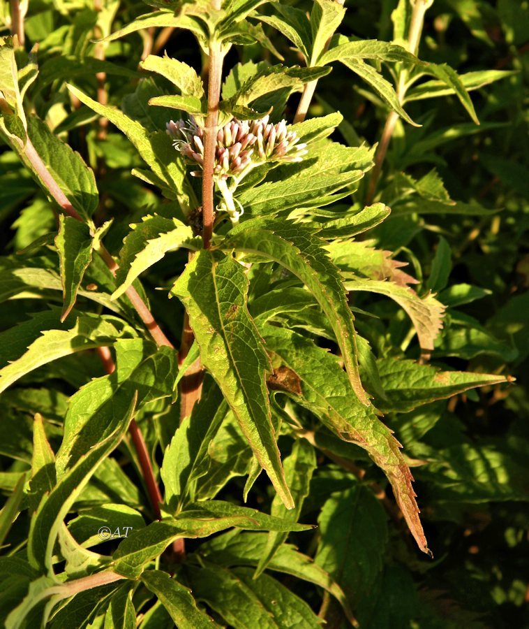 Изображение особи Eupatorium cannabinum.