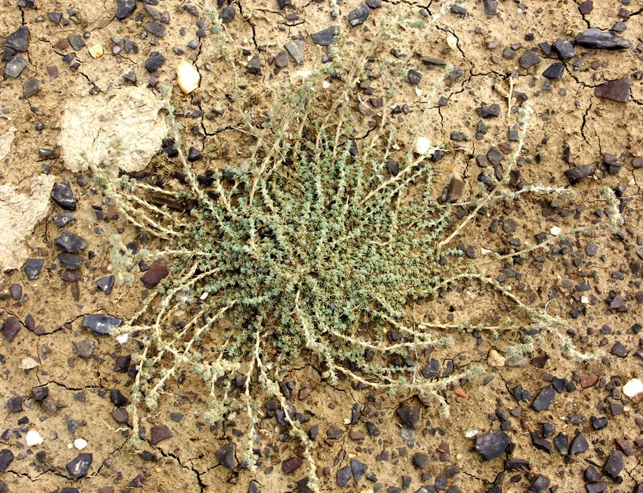 Image of Camphorosma monspeliaca specimen.