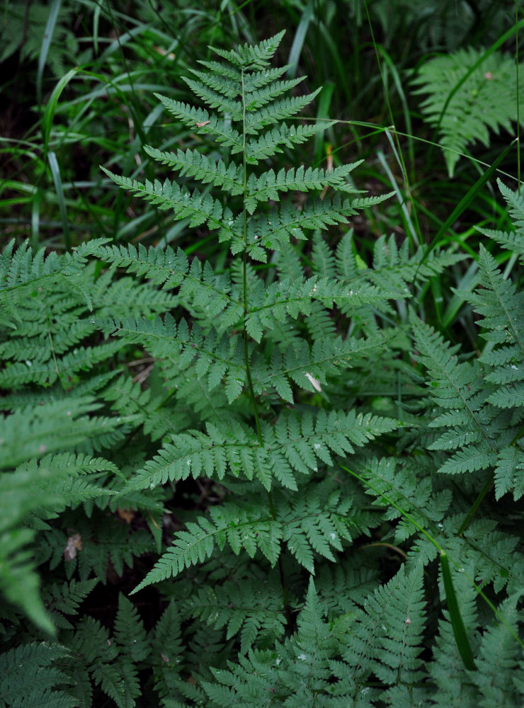 Image of Dryopteris expansa specimen.