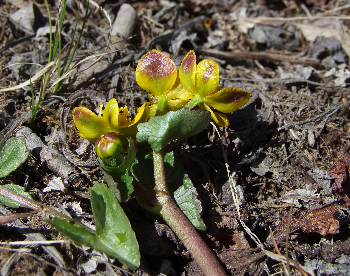 Изображение особи Caltha palustris.