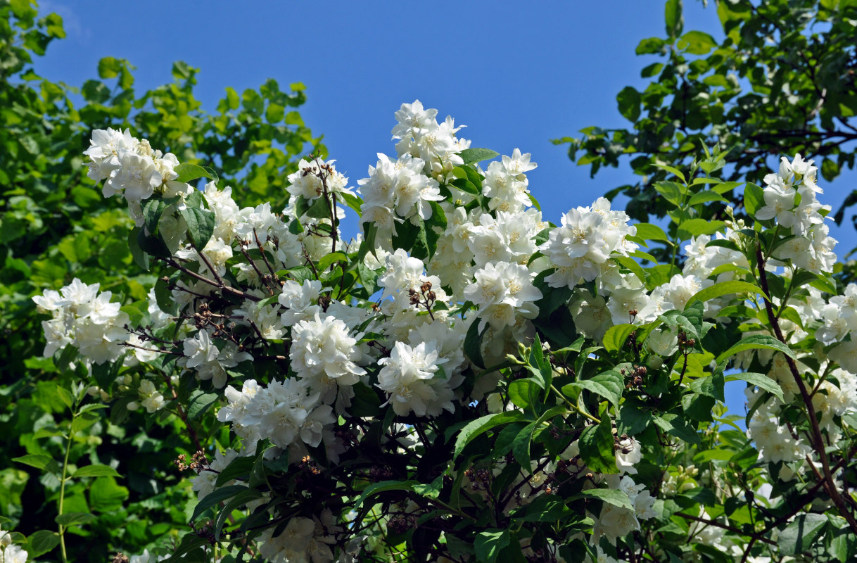 Image of Philadelphus coronarius specimen.