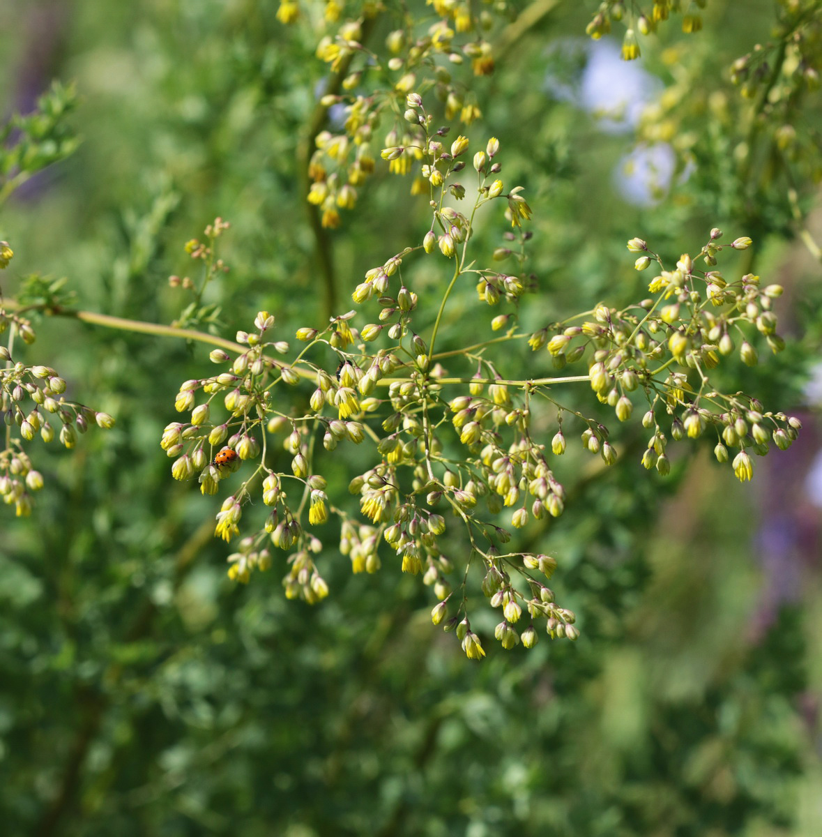 Image of Thalictrum minus specimen.